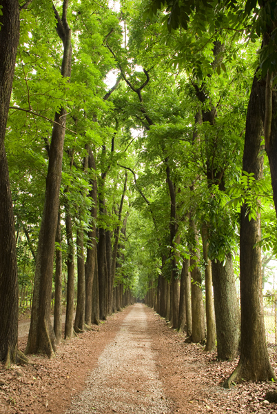 forest pathway